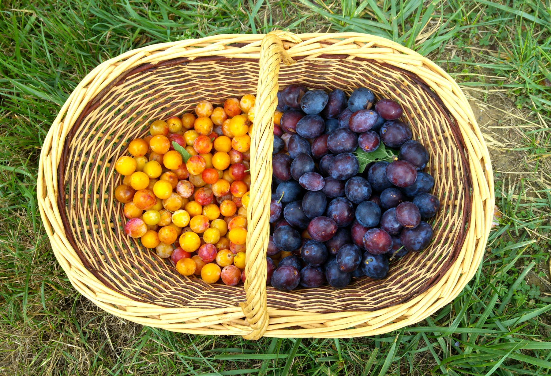 mirabelles quetsches alsace